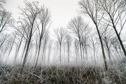 Frozen Dust Forest