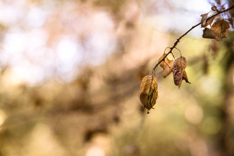 Autumn Light