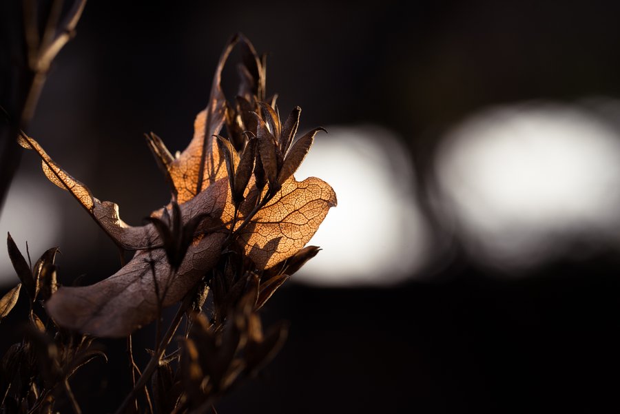 Light Leafs