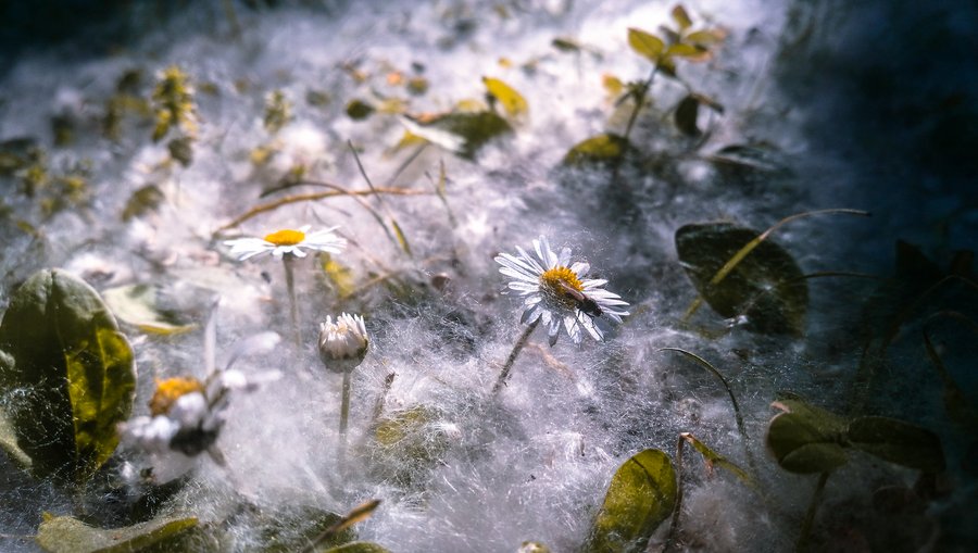 Summer Snow