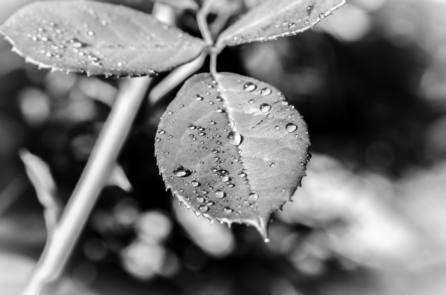 Wassertropfen Wassertropfen