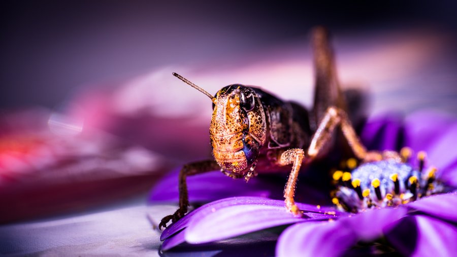 Pink Orthoptera