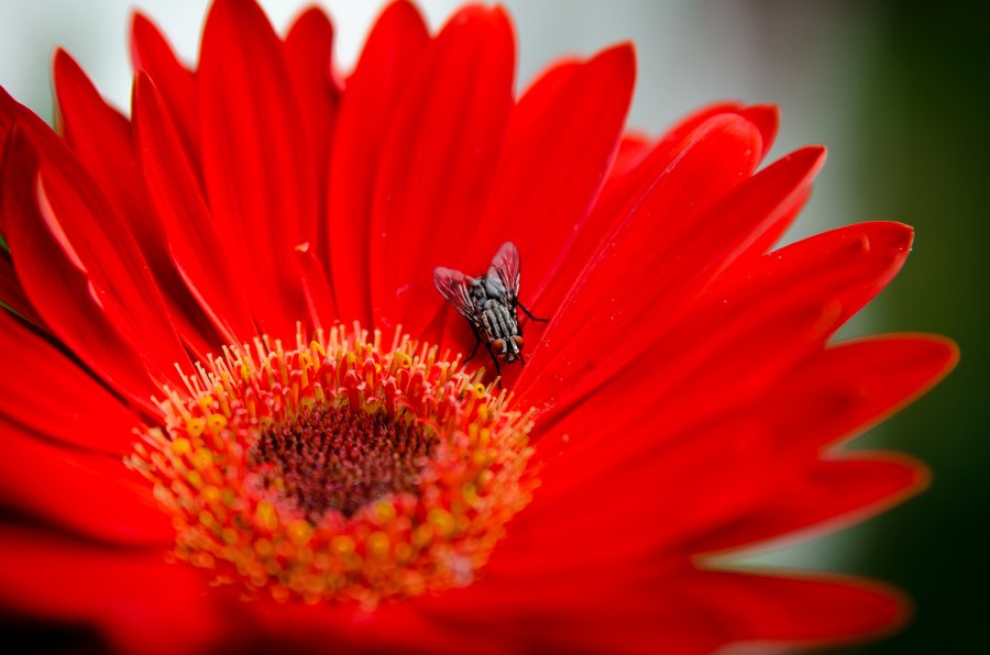 Flower Fly