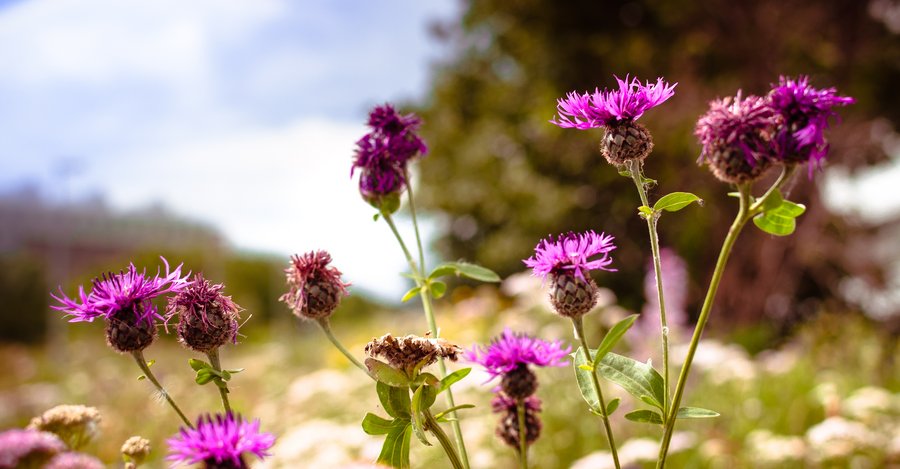 Meadow Colors