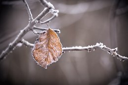 The Single Ice Leaf