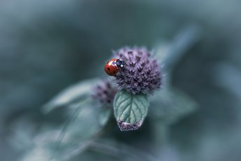 The Hunting Ladybug