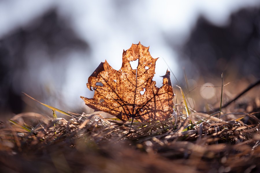 The Forgotten Leaf