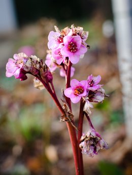 Winter Flower