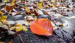 Herbstliche Nässe