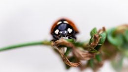 Hello Ladybug