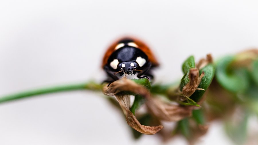 Hello Ladybug