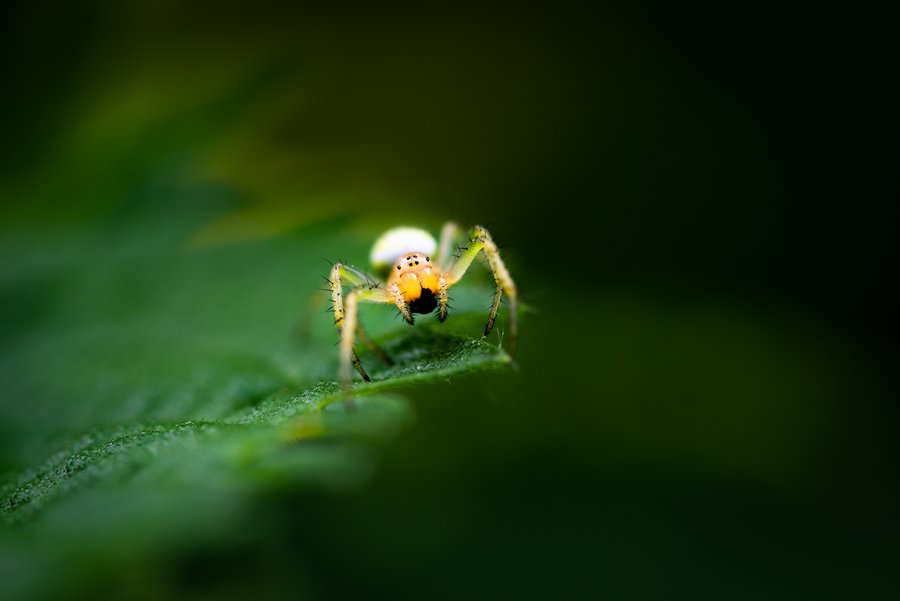 Green Spider