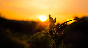 Burning in the Sunset