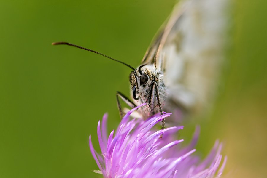 Eating Butterflie