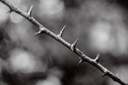 Natural Barbed wire