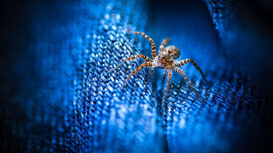 The Jeans Spider