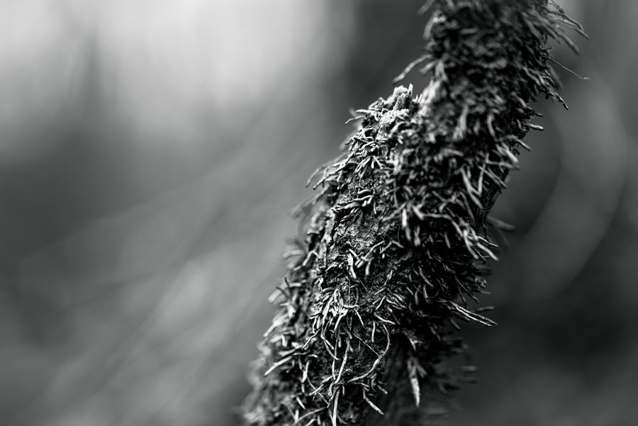 BW Macro