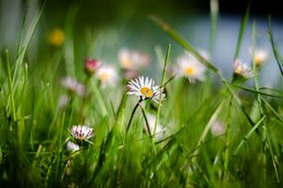 Inside the Meadow