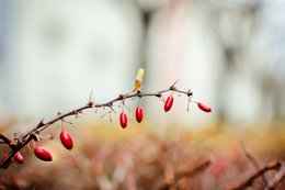 Herbstliche Beeren 16