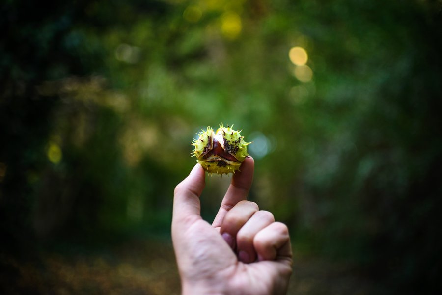 Chestnut Hands-on