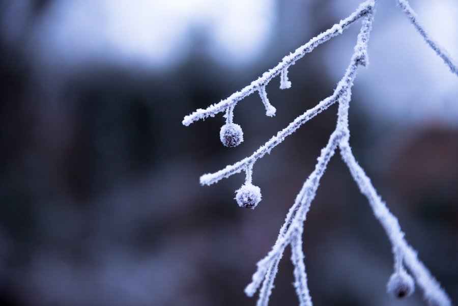 First Snow