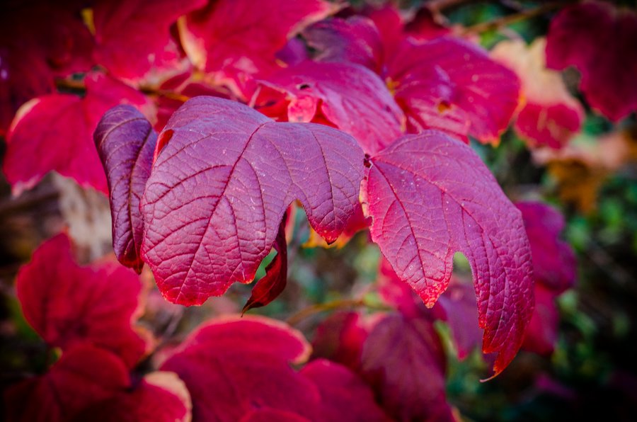 Roter Herbst