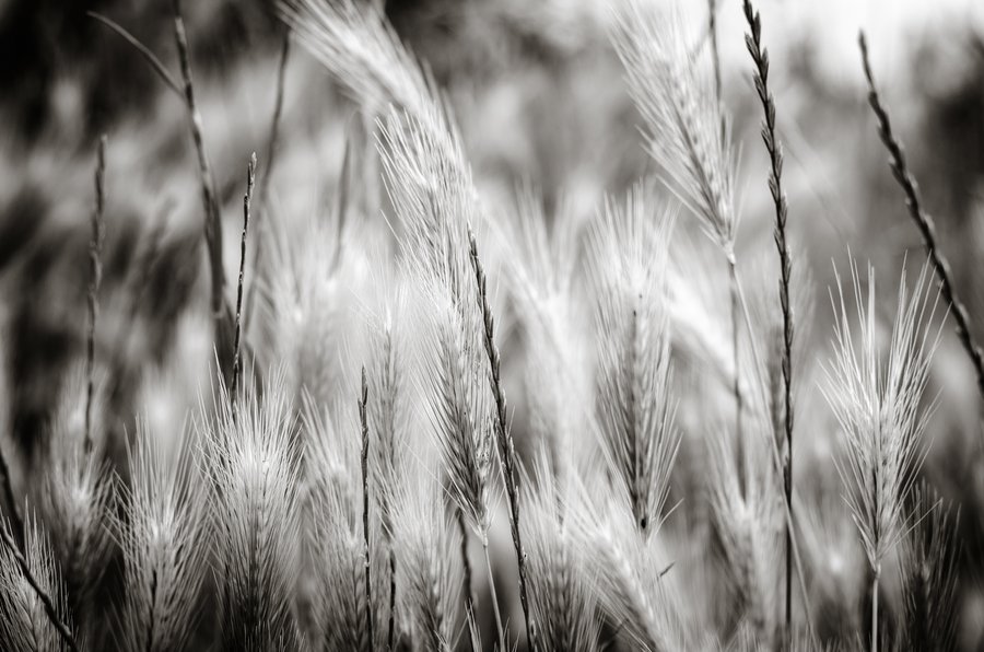 BW Grass 2