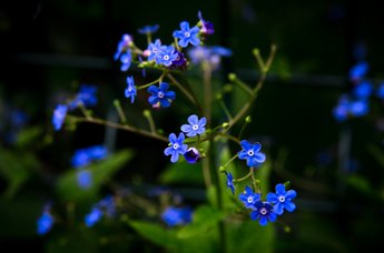 Blauer Frühling