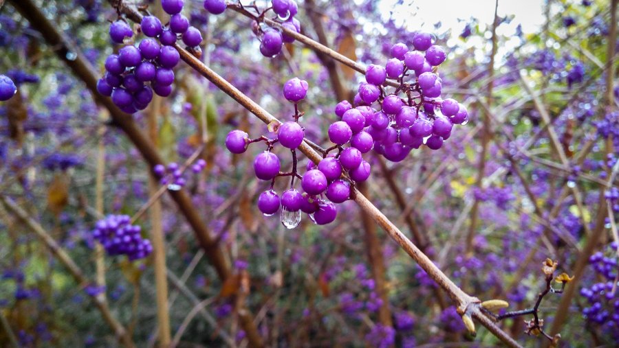 Herbstliche Beeren