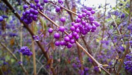 Herbstliche Beeren