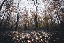 Autumn Forest