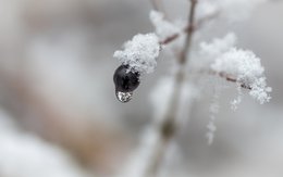 Winter Berry