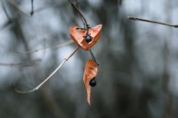 Herbstliche Beeren 19