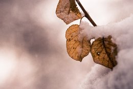 Snow Leafs