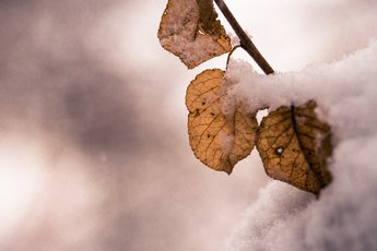 Snow Leafs