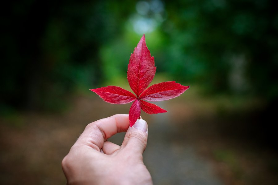 Autumn Beauty