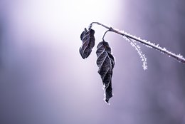 Frozen Leafs