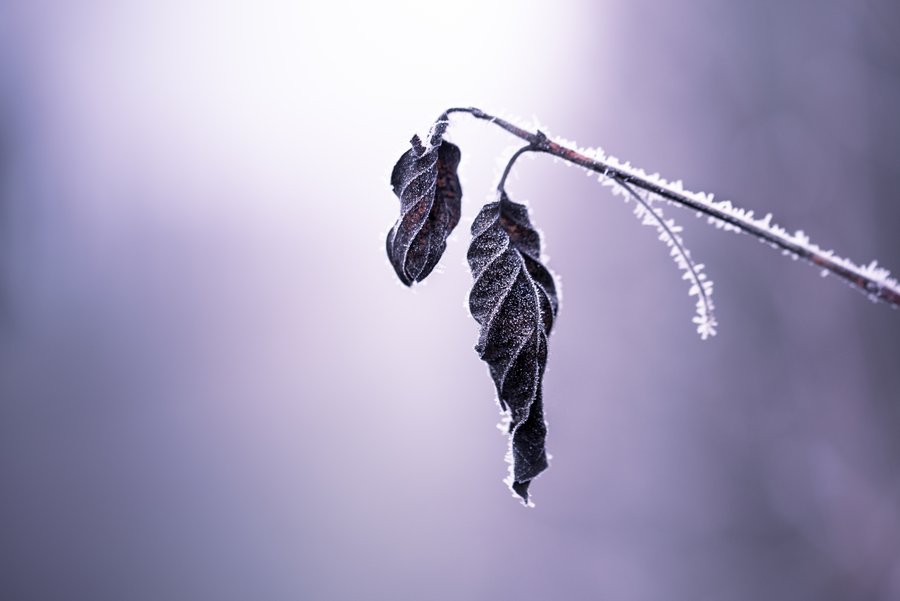 Frozen Leafs