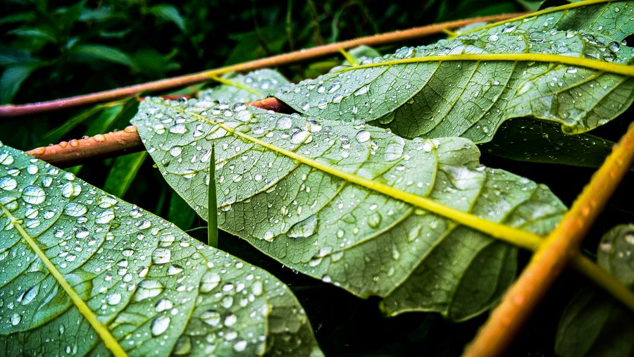 Raindrops