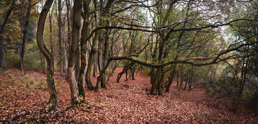 Silent Forest