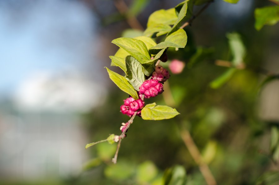 Herbstliche Beeren 13