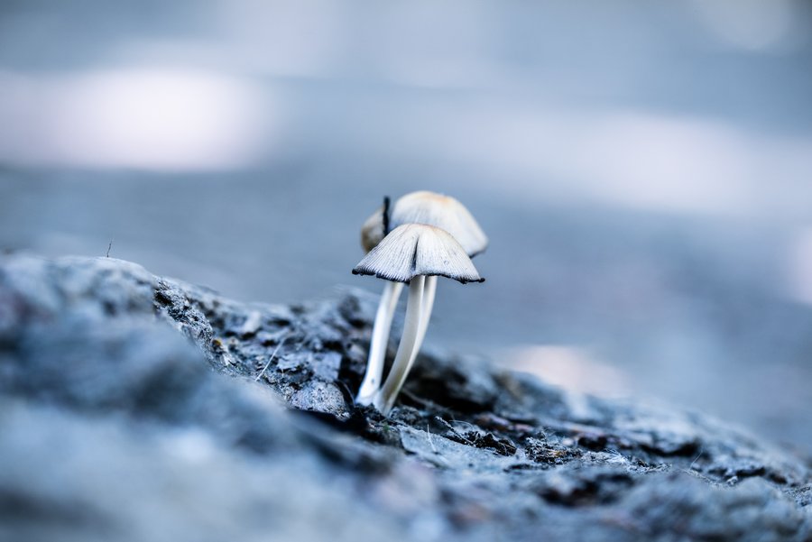 White Mushrooms