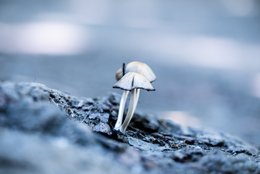 White Mushrooms