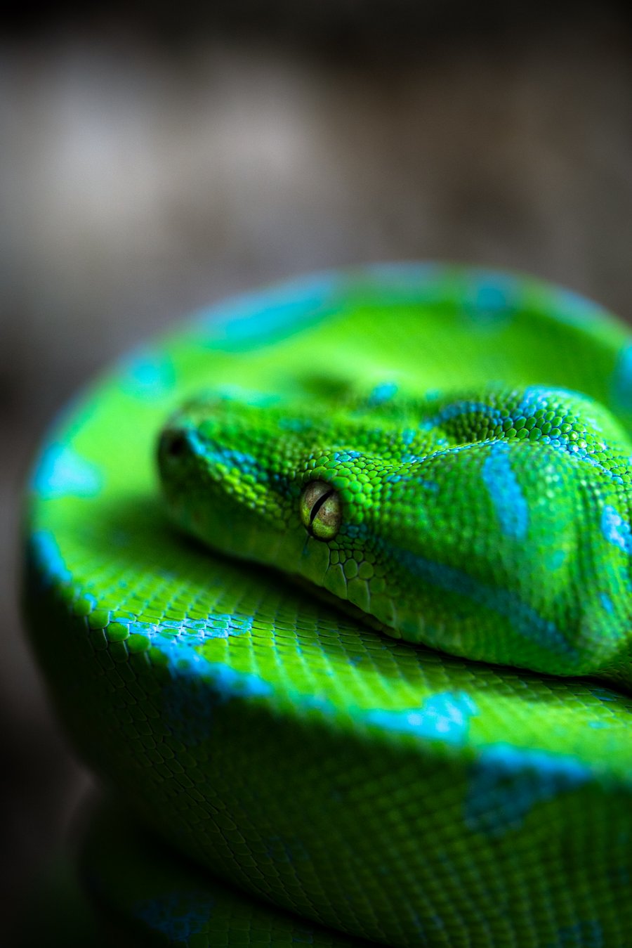 Morelia Viridis