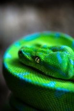 Morelia Viridis