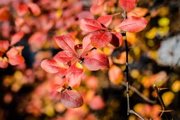 Red Leaves