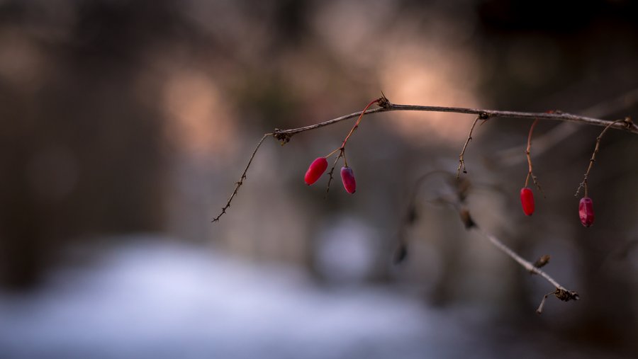 Winter Fruits