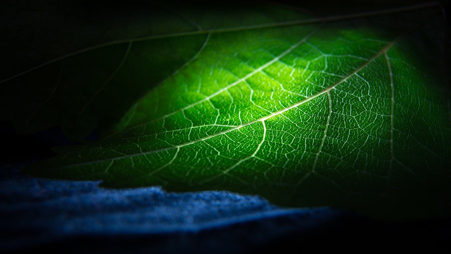 Light leaf