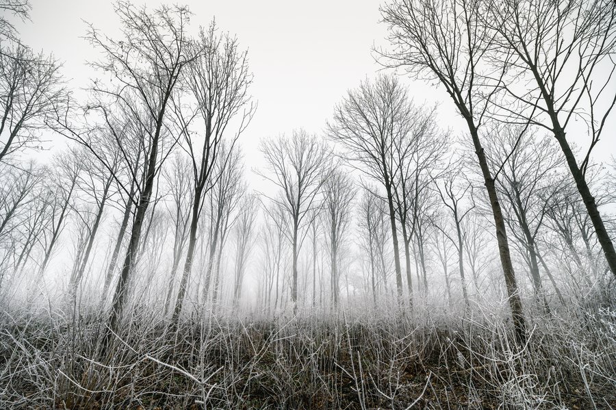 Frozen Dust Forest