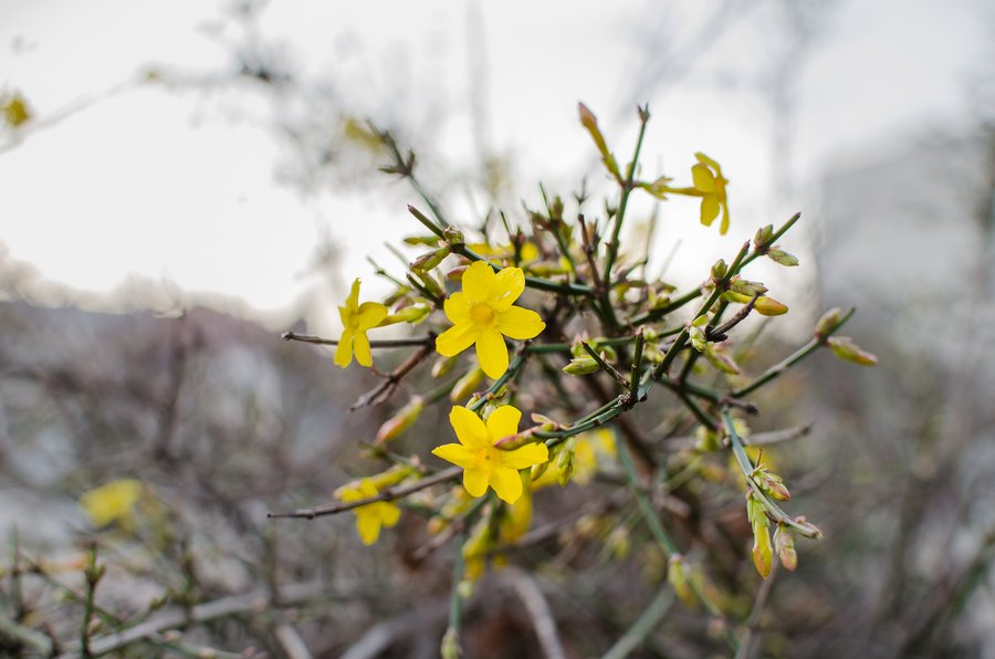 The last flowers